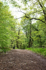 Black labrador retriever dog standing on a walking path with green trees near Rheingrafensteing castle on a spring day in Germany.
