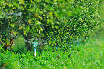 Sprinkler watering trees in the orchard,sprinkler watering the trees in the garden, selective focus.
