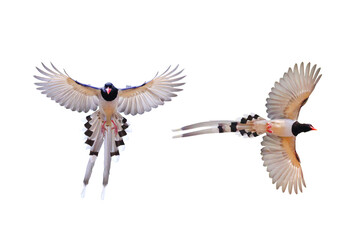 Beautiful flying Red-billed Blue Magpie isolated on transparent background png file