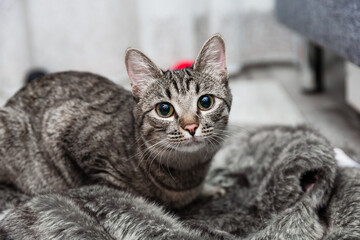 Beautiful gray striped adult cat with green eyes looking into camera and lying on gray artificial fur blanket in room with gray interior
