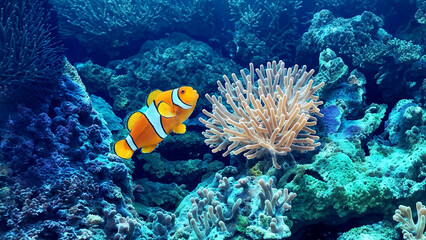 Fototapeta na wymiar Tropical clown fish frolicking among corals in aquarium