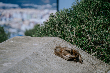 Gibraltar, Britain - January 24, 2024 -  two Barbary macaques grooming each other on a rock with a blurry urban landscape in the background.