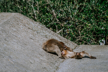 Gibraltar, Britain - January 24, 2024 - Barbary macaque laying on a rock, possibly grooming itself, with dense foliage in the background.