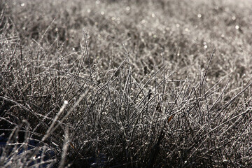 Frosty solar morning in february. The dense grass is covered with hoarfrost. Abstract graphic picture.