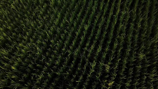 rice sprout in spring season planting in rice paddy farm field farmers plant green rice using agriculture machine in parallel pattern in a row iran gilan countryside traditional organic food material