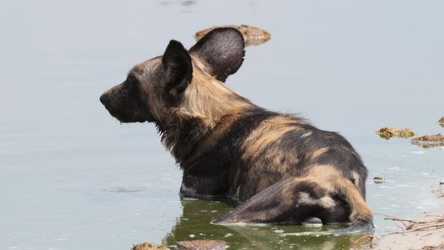 Closeup Of Endangered Cape Hunting Dog Relaxing On The Water.