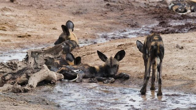 African Wild Dog With Skinny Body Walking Towards The Group Lying In The Mud. - close up shot