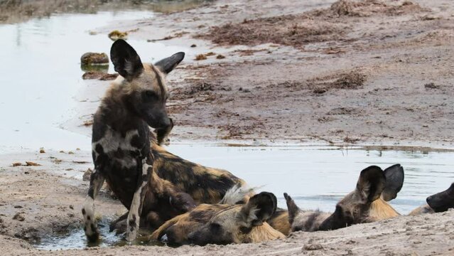 Skinny African Wild Dog Lie Down In The Water In Summer In Africa.