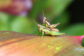 grasshopper, nature, insect, locust, animal, green, macro, cricket, leaf, closeup, grass, bug, isolated, close-up, hopper, wildlife, jump, antenna, pest, white, katydid, leg, detail, animals, summer