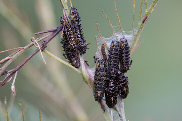 Australian Common Imperial Blue Butterfly chrysalis being attended to by small black ants