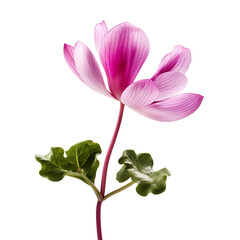 Obraz premium Cyclamen flower isolated on transparent background
