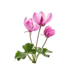Cyclamen flower isolated on transparent background