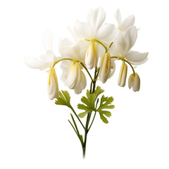 Dutchmans Breeches flower isolated on transparent background