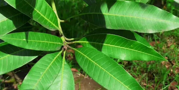 mango tree leaves blowing in the breeze in the yard