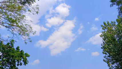 Trees with green foliage against the blue sky and clouds.