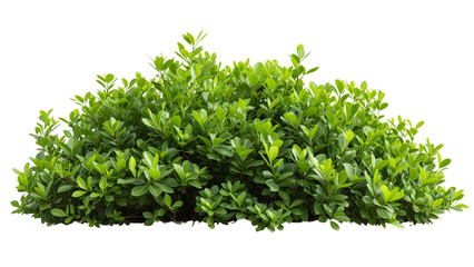 Fototapeta premium Versatile shrub PNG file on a white background. Ideal for graphic designers seeking a clear, high-quality botanical element.