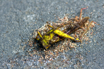 Black tropical ants eat  a dead brown grasshopper on the ground
