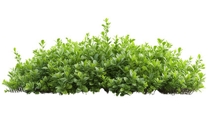 Clean and vibrant shrub isolated on white for easy integration. Download the PNG file for a clutter-free and professional look. - obrazy, fototapety, plakaty