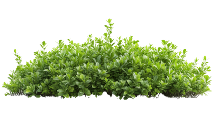 Clean and vibrant shrub isolated on white for easy integration. Download the PNG file for a clutter-free and professional look.
