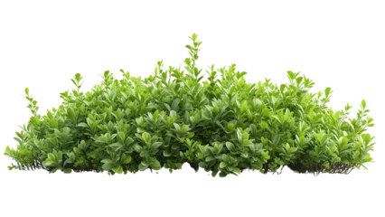 Foto op Aluminium Clean and vibrant shrub isolated on white for easy integration. Download the PNG file for a clutter-free and professional look. © Rathnayakamudalige