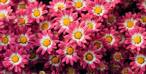 Fototapeta premium pink and yellow flowers, chrysanthemum flowers, pink and white tulips, flowers in the garden, an image of bright pink flowers in bloom in the park