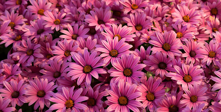 pink and white flowers, chrysanthemum flowers, pink and white tulips, flowers in the garden, an image of bright pink flowers in bloom in the park