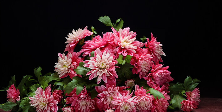 pink and white dahlia, chrysanthemum flowers, pink and white tulips, flowers in the garden, an image of bright pink flowers in bloom in the park
