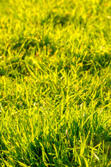 green grass background with bright sunlight