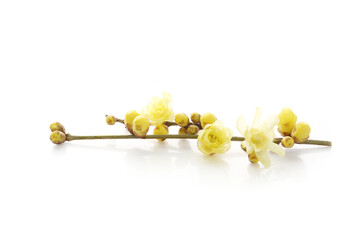 yellow flowers of wintersweet isolated on a white background