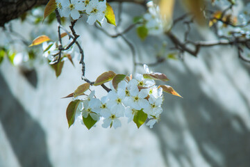 Shichuan Ancient Pear Garden, Gaolan County, Lanzhou City, Gansu Province - Close-up of white pear blossoms