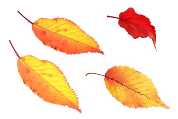 botanical colorful background of autumn leaves