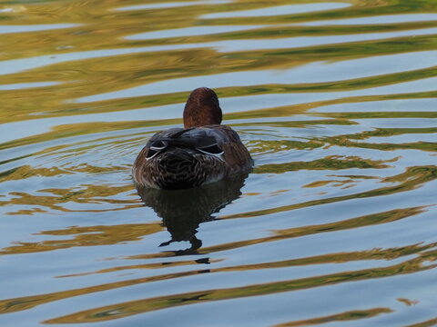 great crested grebe