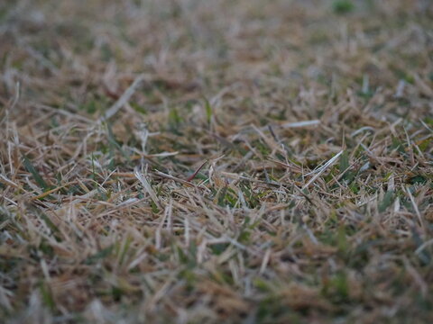green grass background