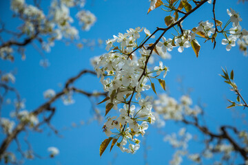 Shichuan Ancient Pear Garden, Gaolan County, Lanzhou City, Gansu Province - Close-up of white pear blossoms