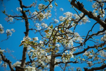 Shichuan Ancient Pear Garden, Gaolan County, Lanzhou City, Gansu Province - Close-up of white pear blossoms
