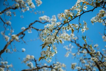 Shichuan Ancient Pear Garden, Gaolan County, Lanzhou City, Gansu Province - Close-up of white pear blossoms