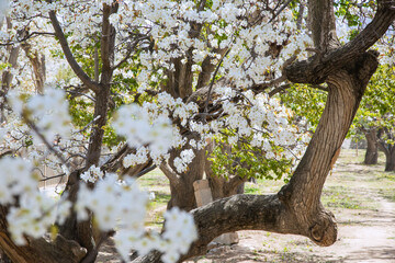 Shichuan Ancient Pear Garden, Gaolan County, Lanzhou City, Gansu Province - Close-up of white pear blossoms
