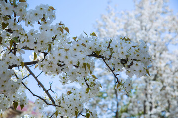 Shichuan Ancient Pear Garden, Gaolan County, Lanzhou City, Gansu Province - Close-up of white pear blossoms