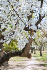 Shichuan Ancient Pear Garden, Gaolan County, Lanzhou City, Gansu Province - Close-up of white pear blossoms