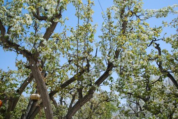 Shichuan Ancient Pear Garden, Gaolan County, Lanzhou City, Gansu Province - Close-up of white pear blossoms