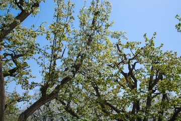 Shichuan Ancient Pear Garden, Gaolan County, Lanzhou City, Gansu Province - Close-up of white pear blossoms