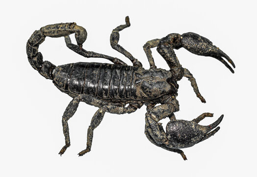 Scorpion isolated on white background top view , mud scorpion