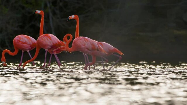 Tight knit group of flamingos walk together upwind as light sparkles on water
