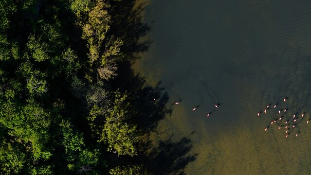 Flamingo flock feeds in row along mudflat of mangrove pond
