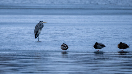 ein Graureiher steht auf einer Eisfläche