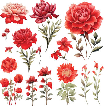 Watercolor flowers set burgundy peonies, pink peonies. Hand-painted abstract botanical illustrations bundle. Isolated on white flowers for wedding stationery, card printing, banners