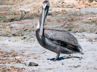 Pelican on the ground