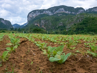 Tobacco plantation in Vinales, Cuba