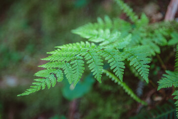 fern leaves