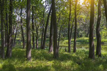 Forest landscape on a quiet sunny summer day.